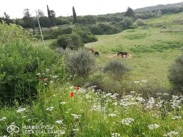 Albero Della Musica Panzió Sassari Kültér fotó
